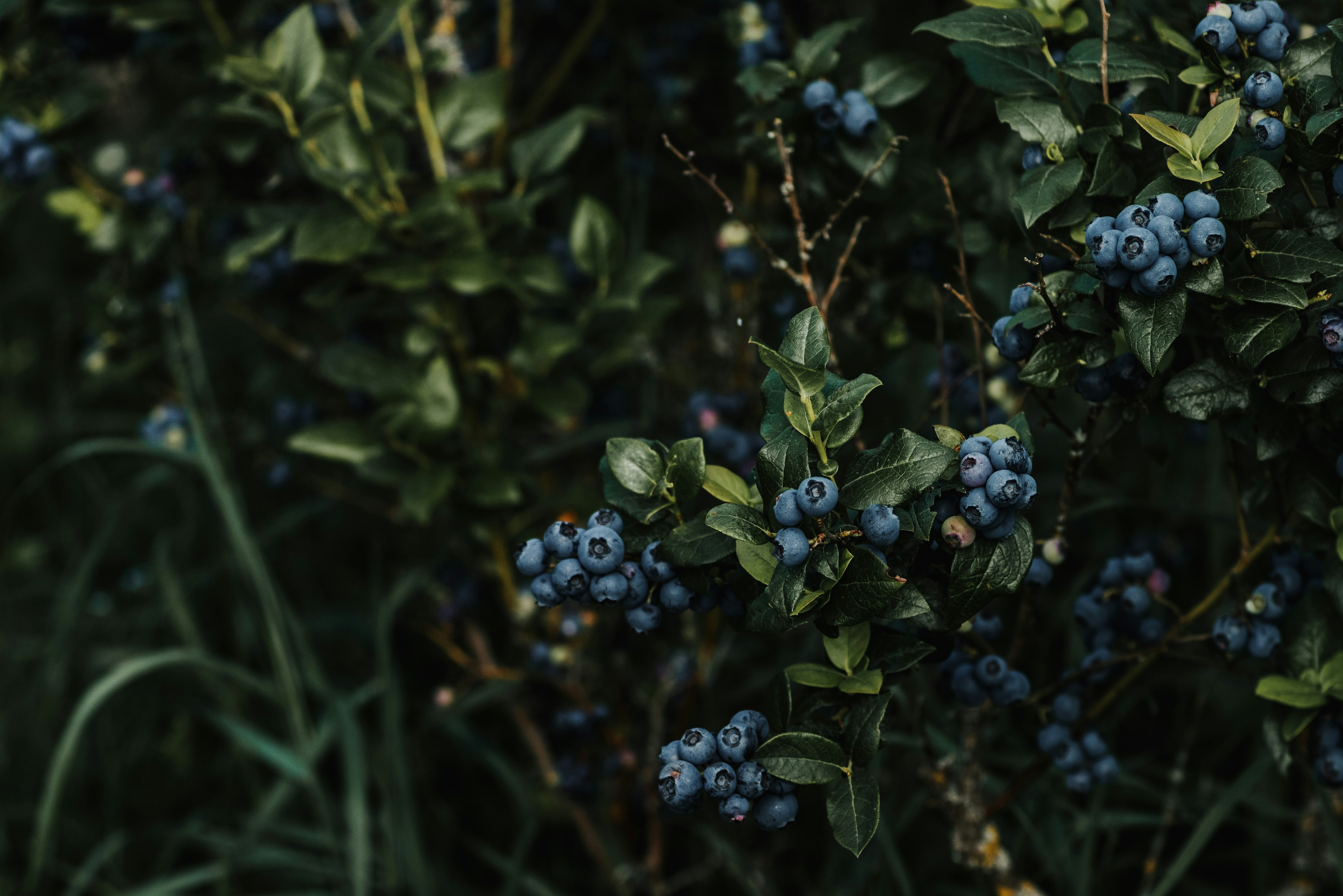 Photo by anitaaustvika