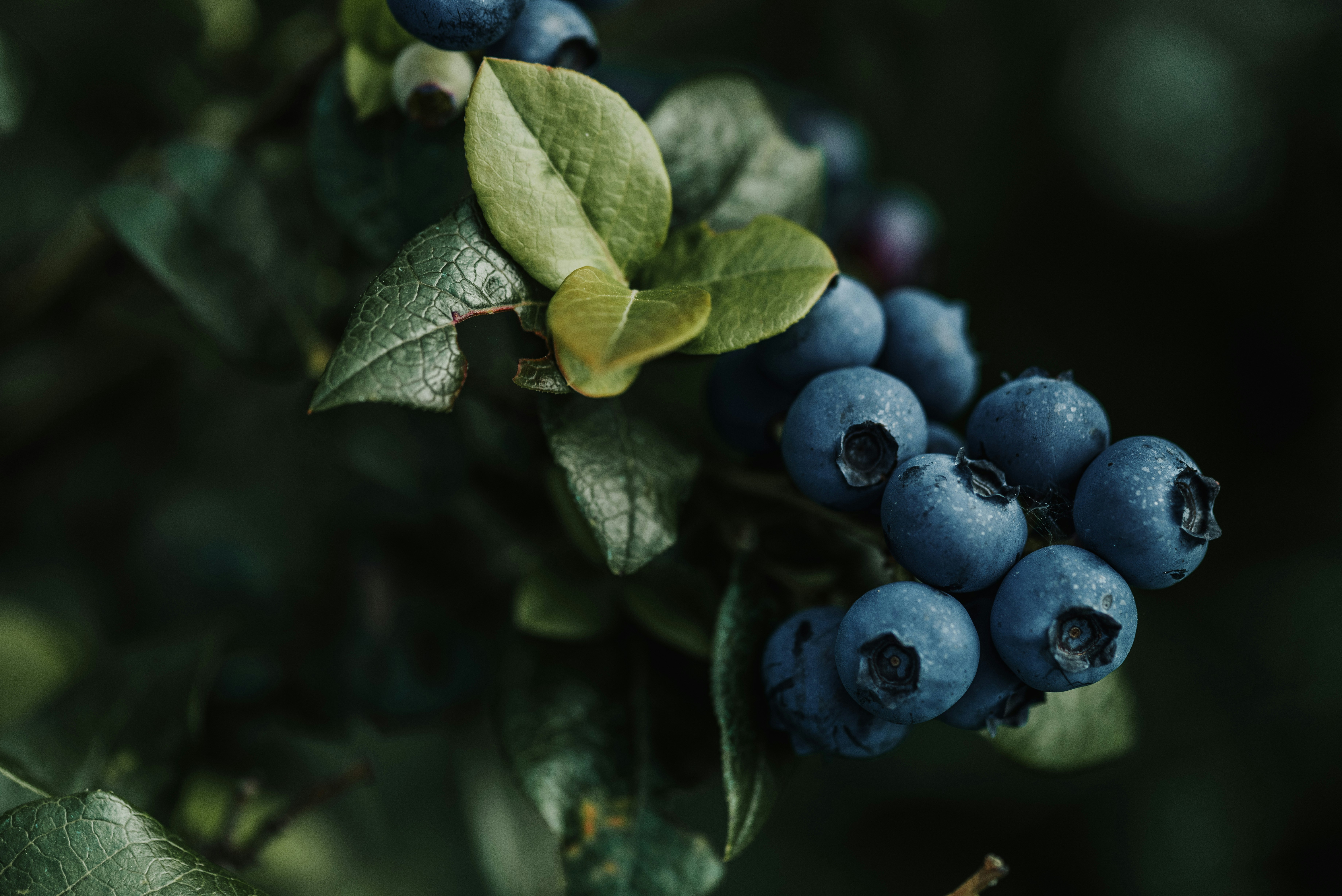 Photo by anitaaustvika