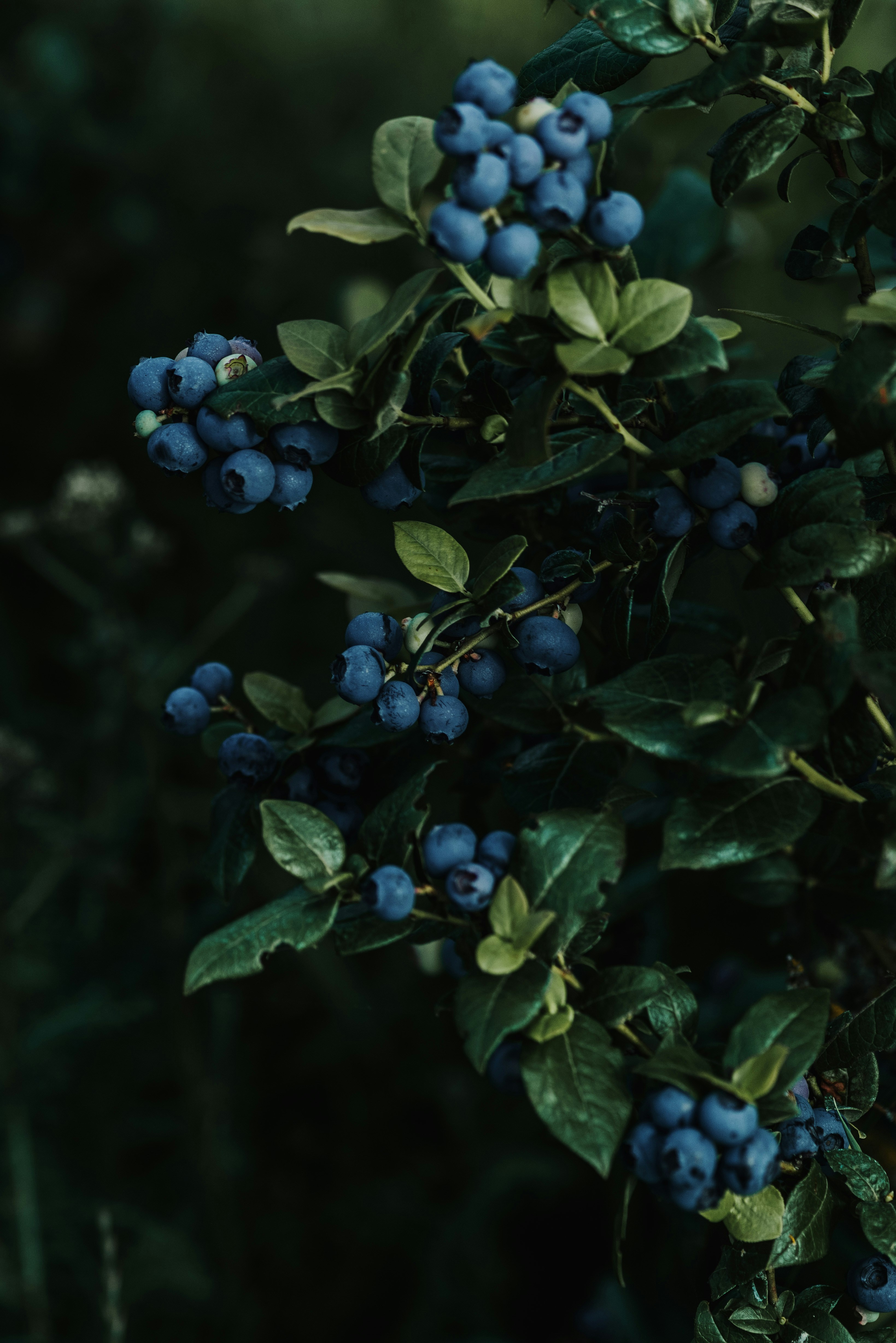 Photo by anitaaustvika