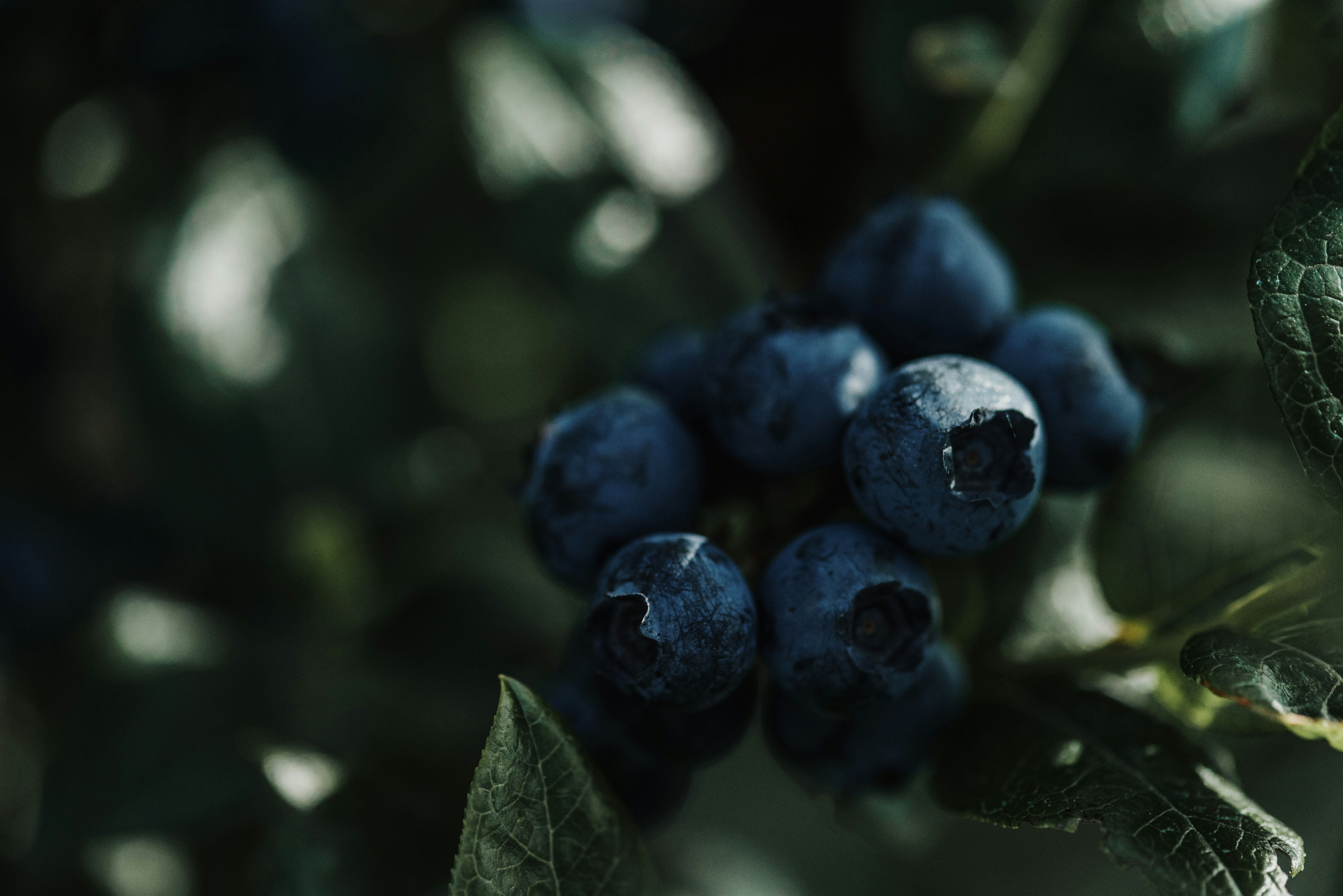 Photo by anitaaustvika