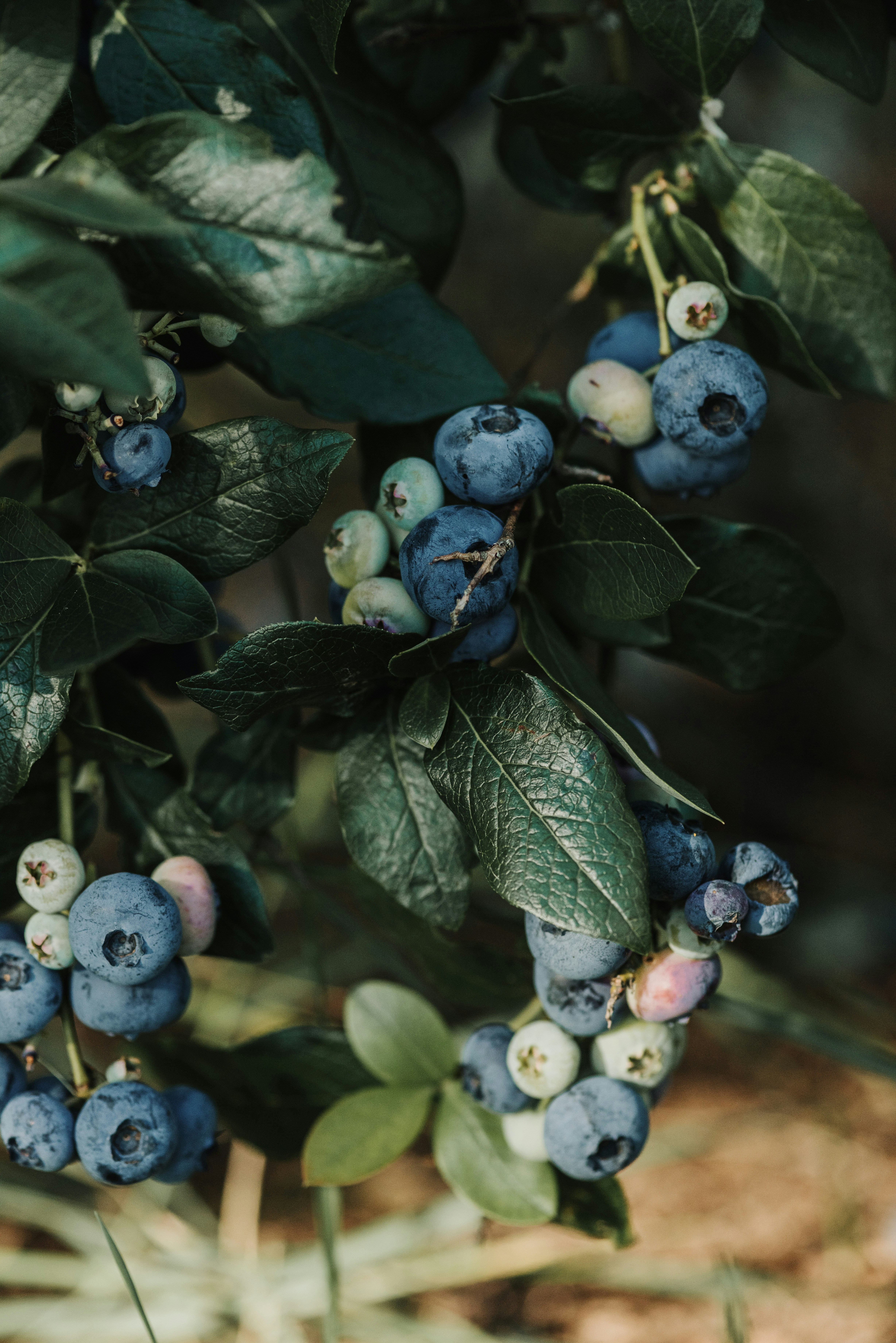 Photo by anitaaustvika