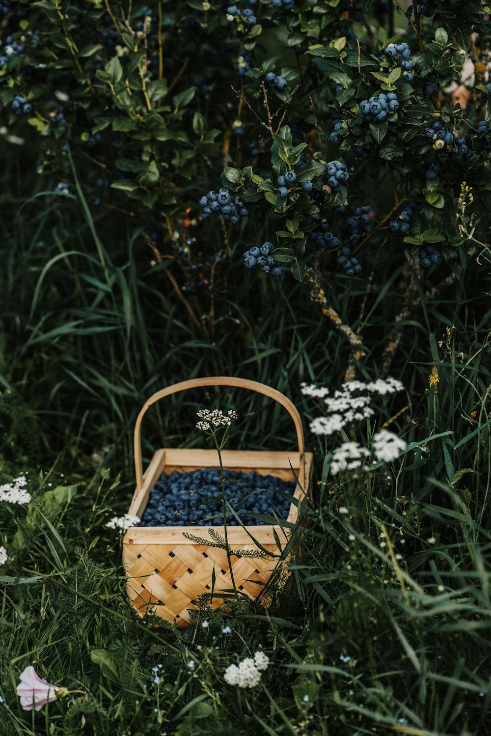 a basket in a garden