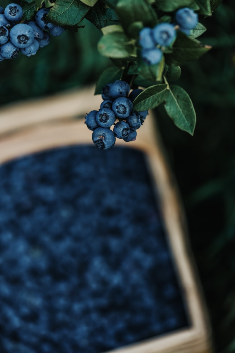 Blueberry bush showing fruit development — variety selection matched to your chill zone is the single most important decision
