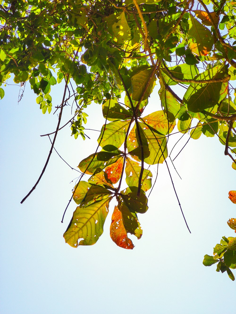 a tree with leaves