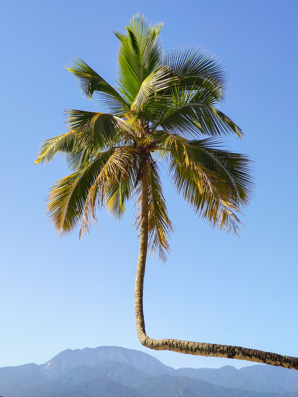 a palm tree with mountains in the background