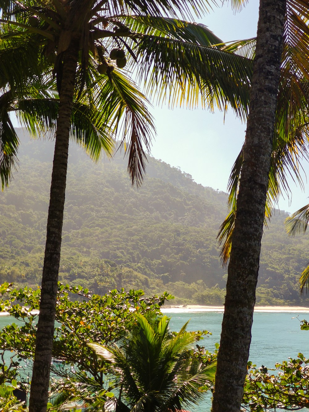 a tropical beach with palm trees