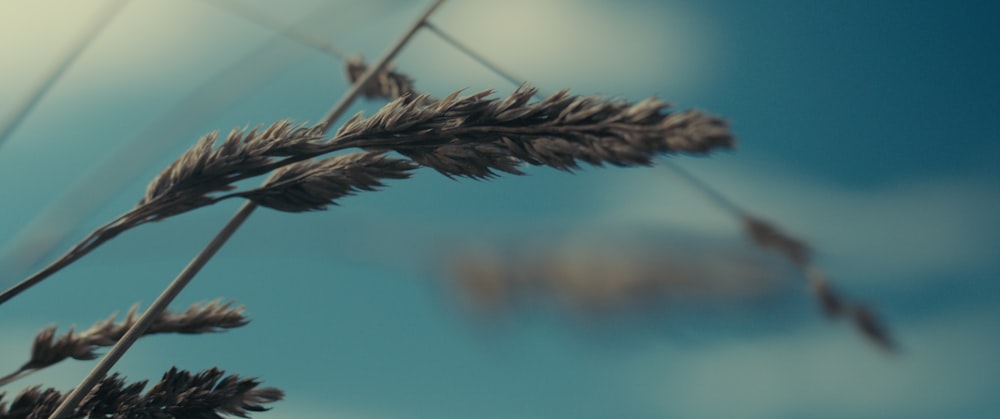 Un primer plano de una planta de trigo