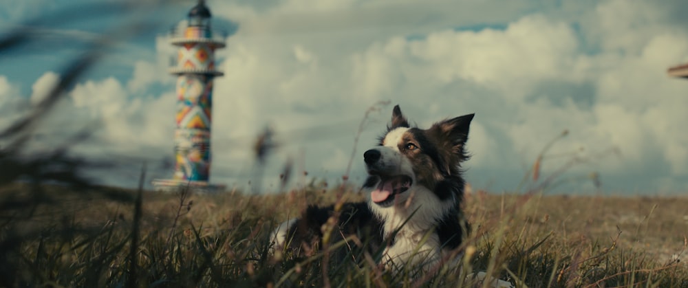 a dog in a field