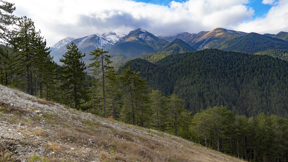 a forest of trees on a mountain