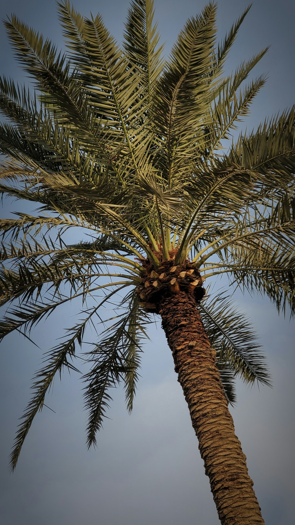 a palm tree with a blue sky