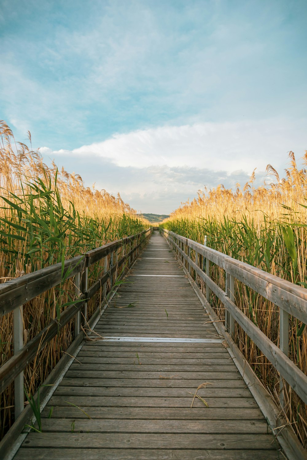 a wooden bridge over a marsh