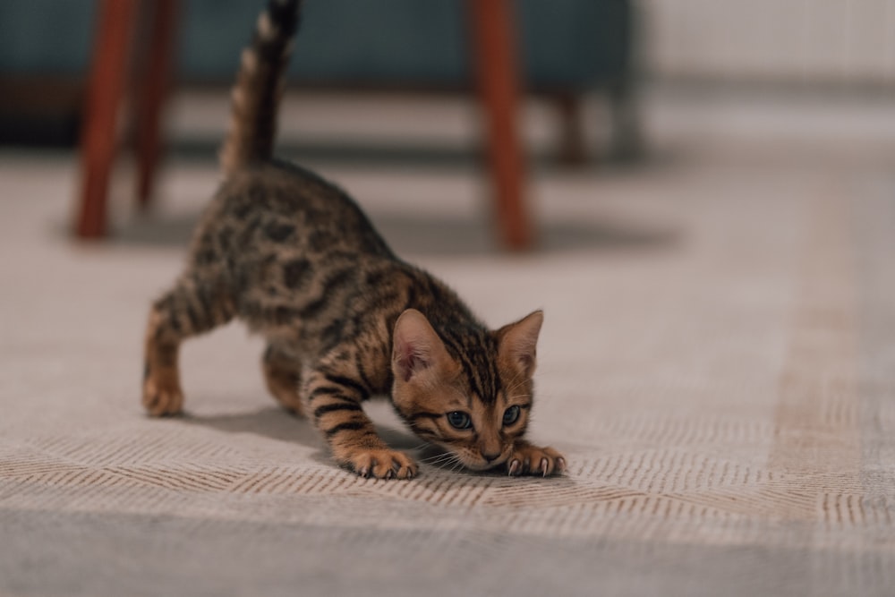 a kitten walking on a carpet