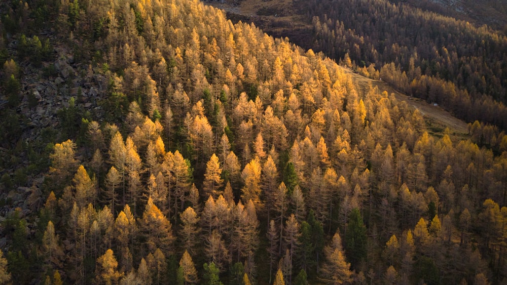 a forest of trees