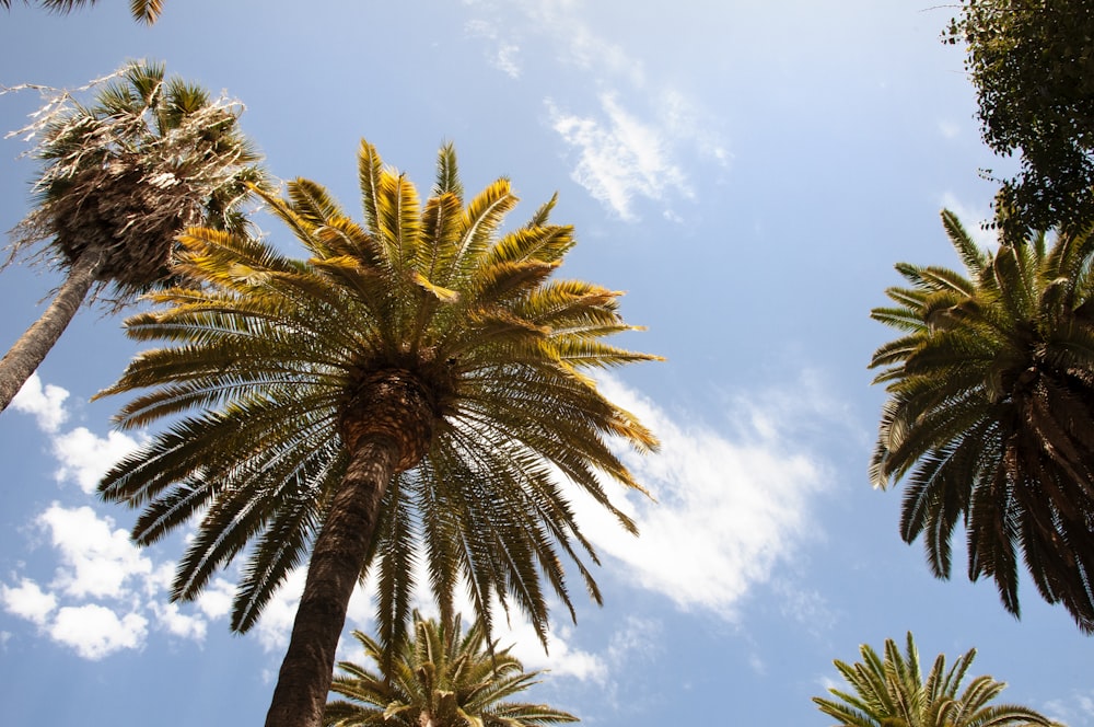 a group of palm trees