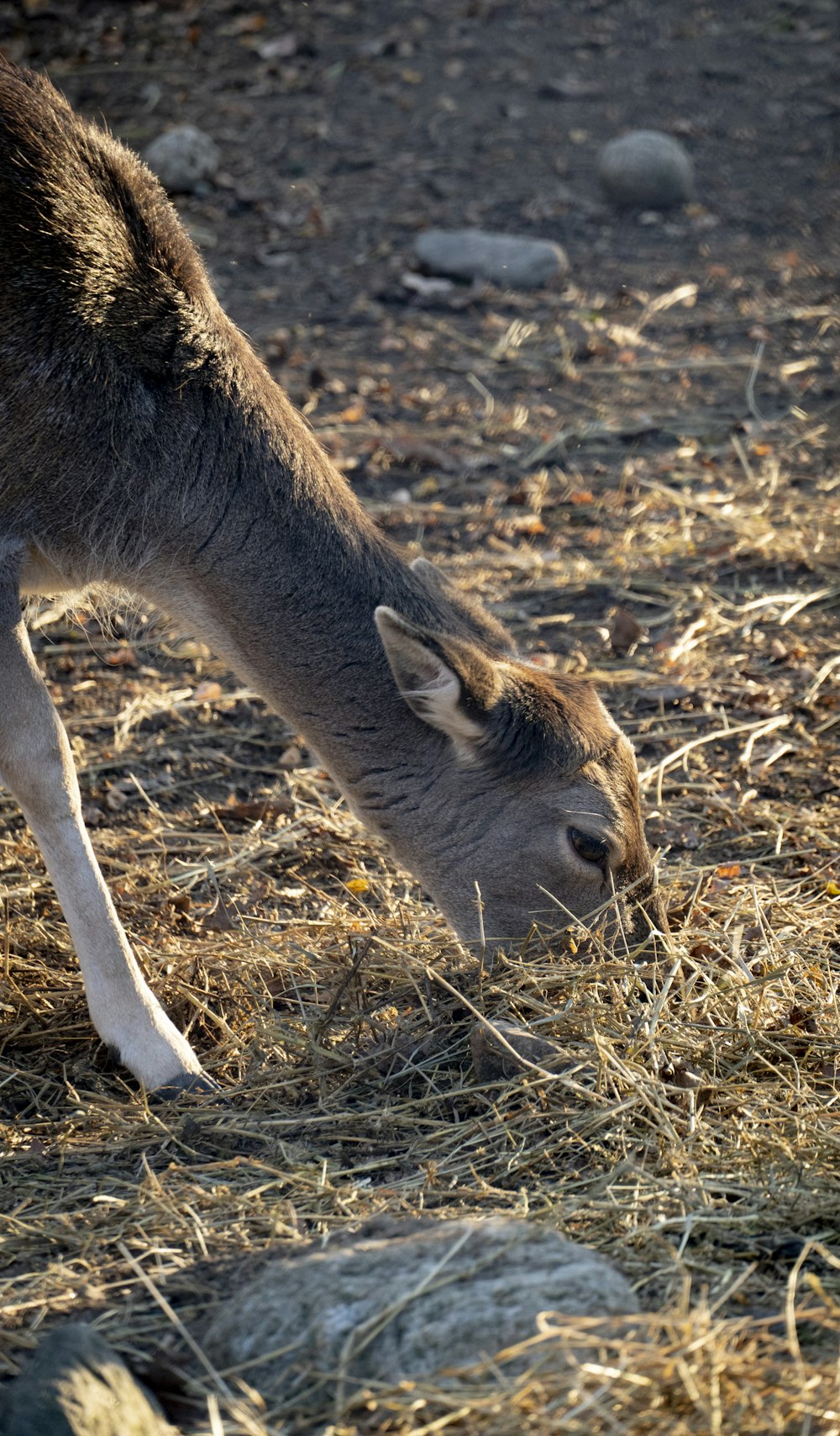 a kangaroo eating grass