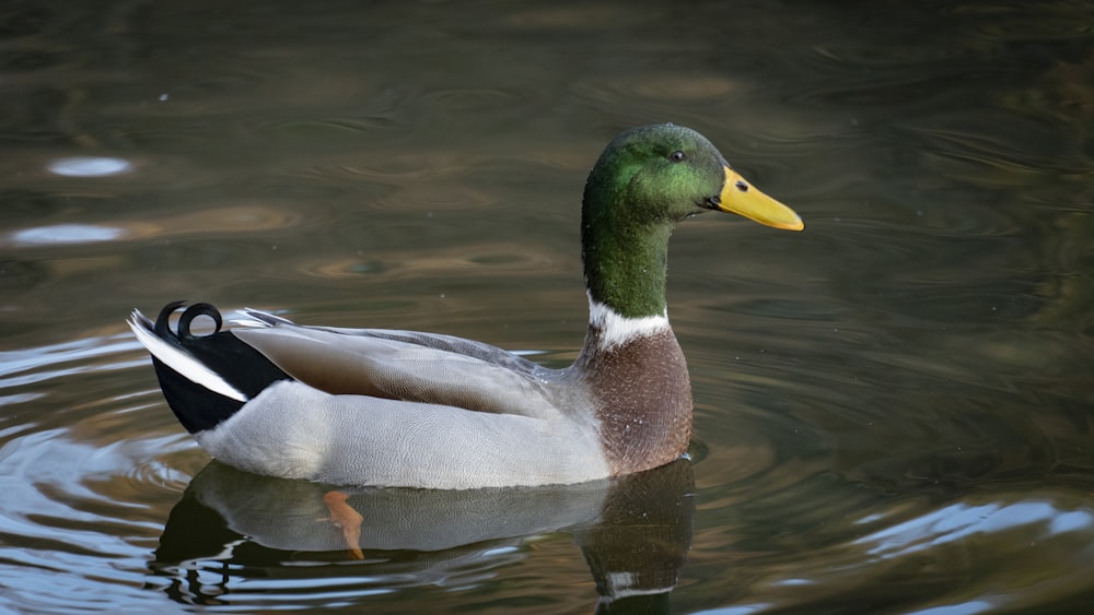 a duck swimming in water