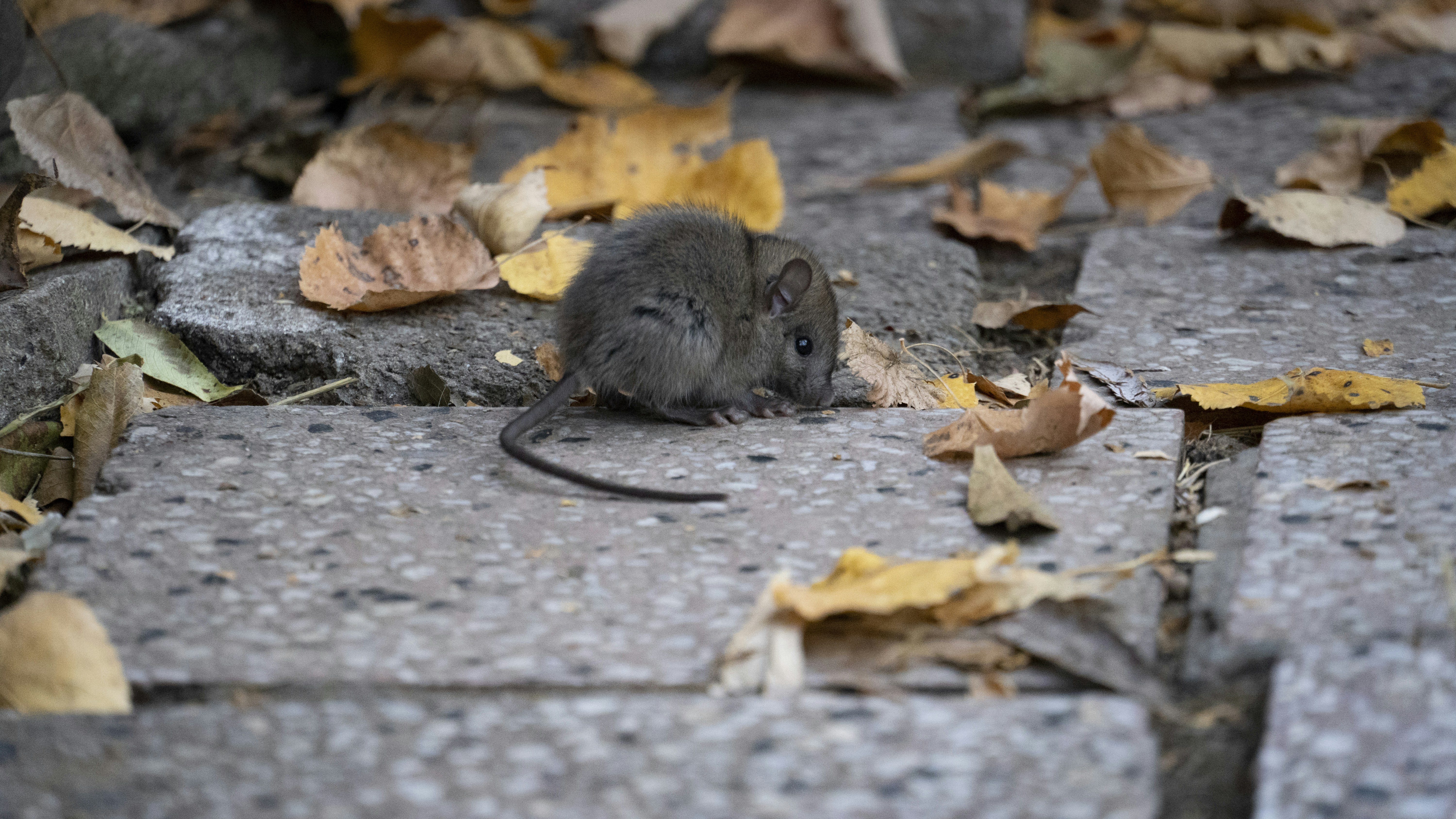a mouse on a rock