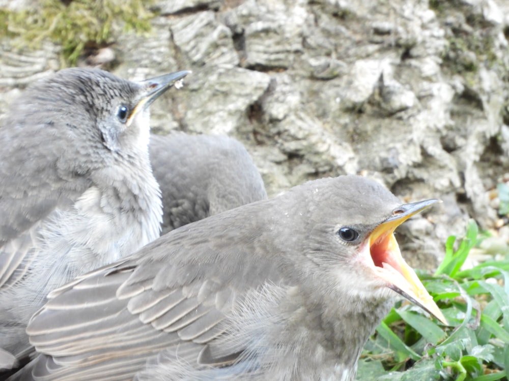 a couple of birds sit near each other