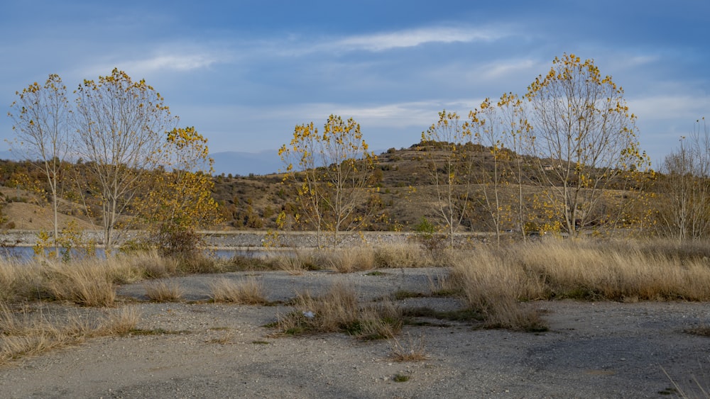 a landscape with trees and bushes