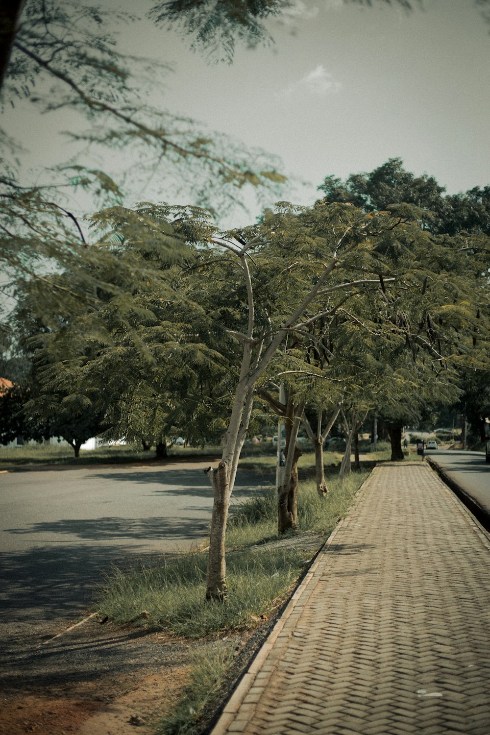 a sidewalk with trees on the side