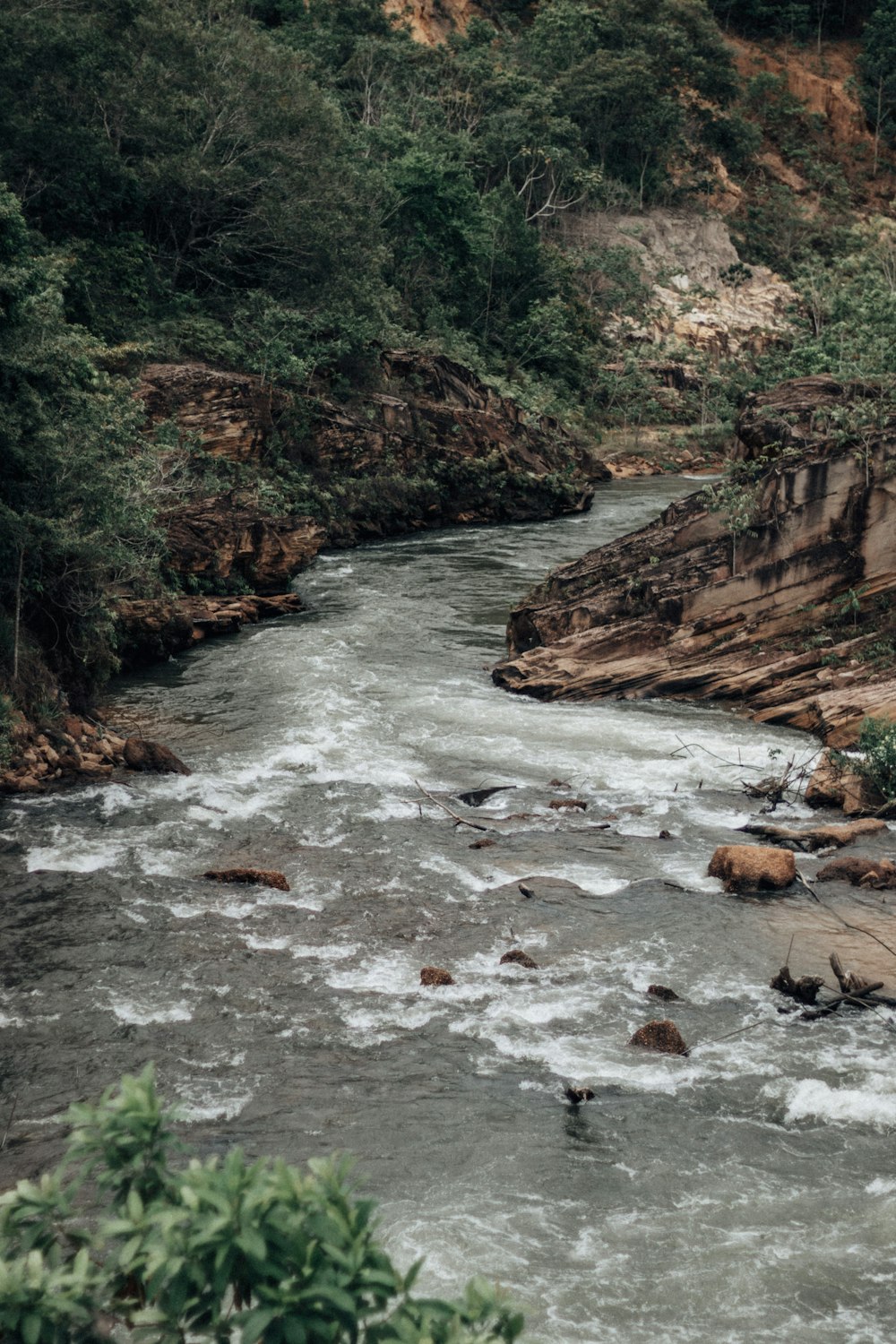 une rivière qui traverse une forêt