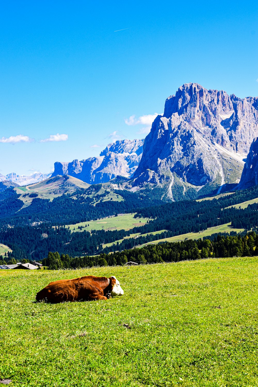 um par de vacas deitadas em um campo gramado