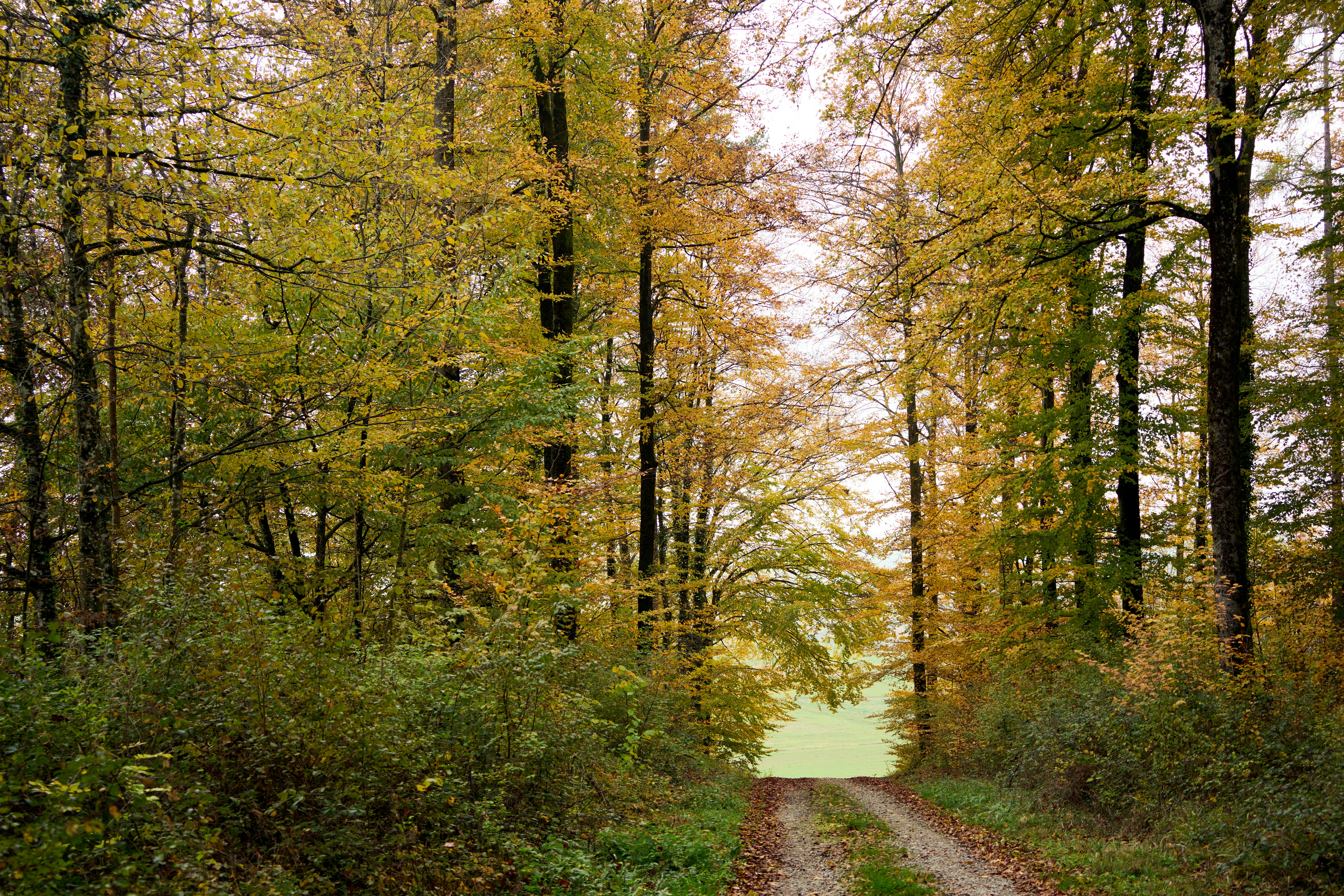 Photo by wolfgang_hasselmann