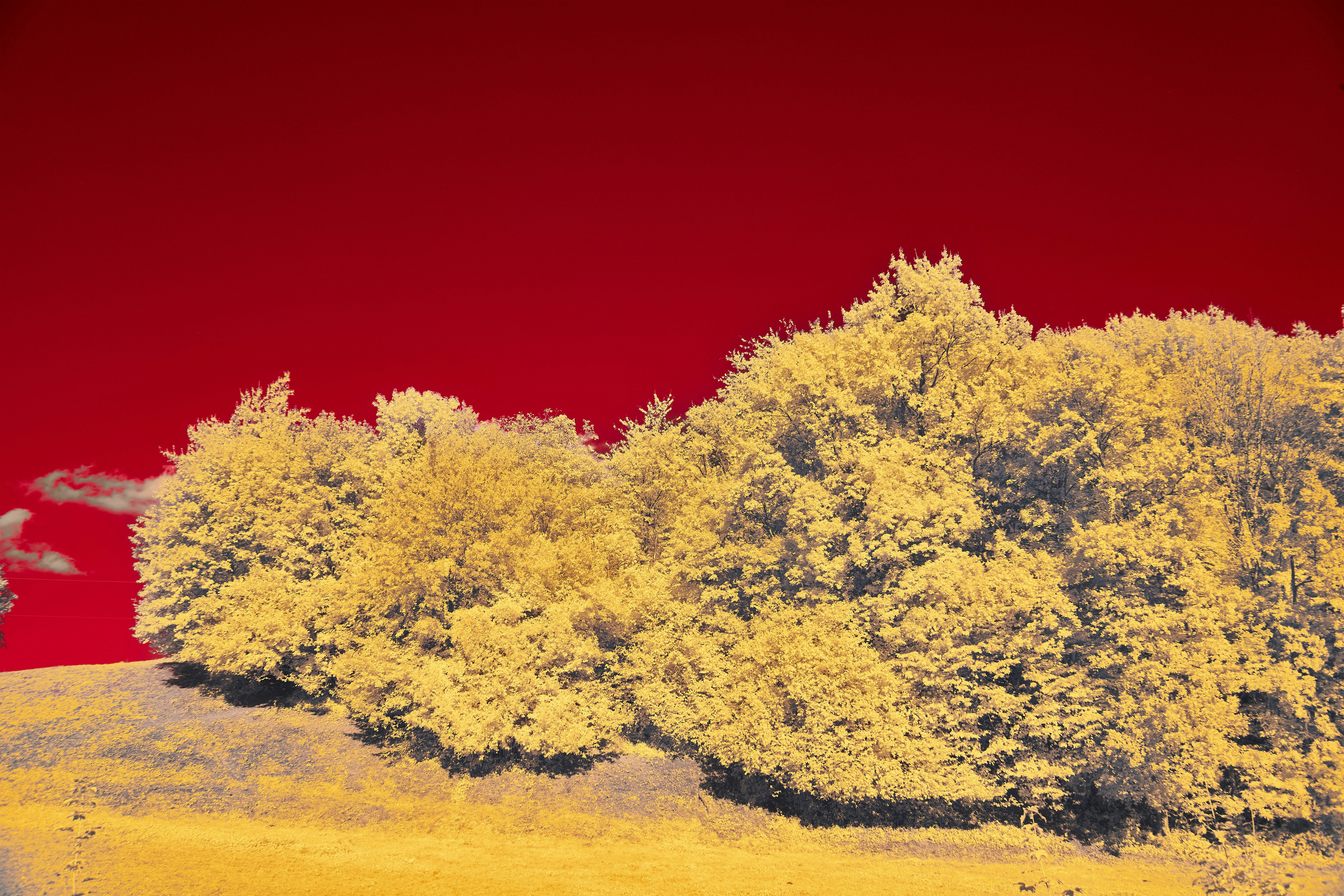 Photo by wolfgang_hasselmann