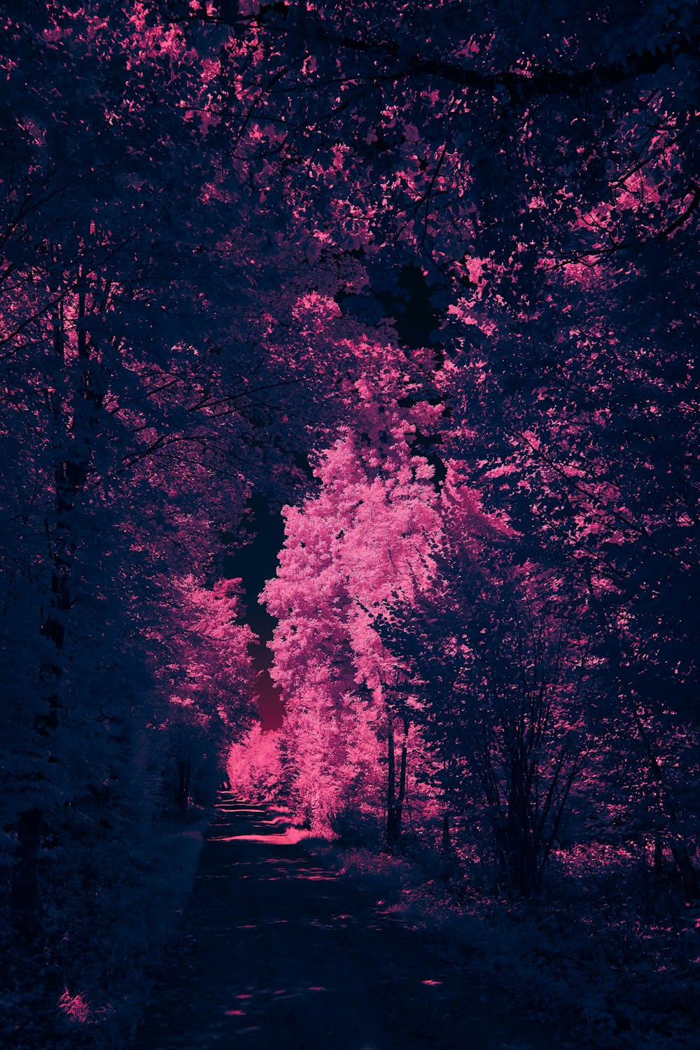 a group of trees with pink and purple lights