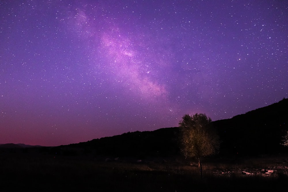 a tree in a field with a starry sky above