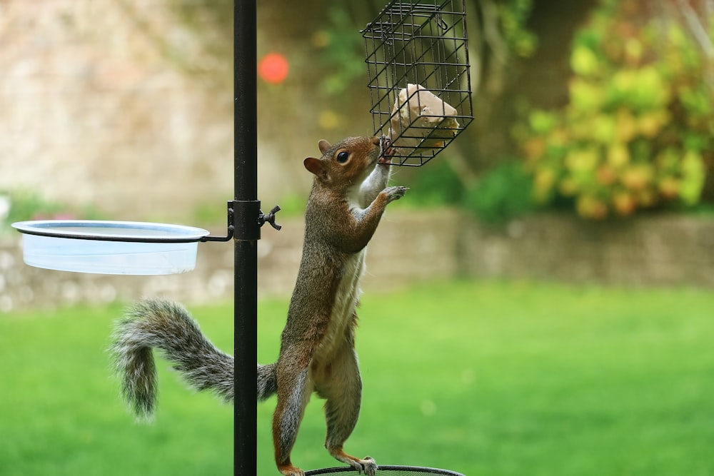 uno scoiattolo che mangia da una mangiatoia per uccelli