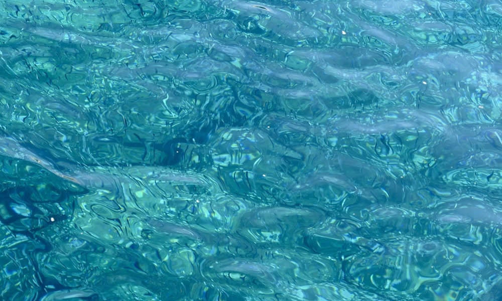 acqua limpida con molti piccoli pesci