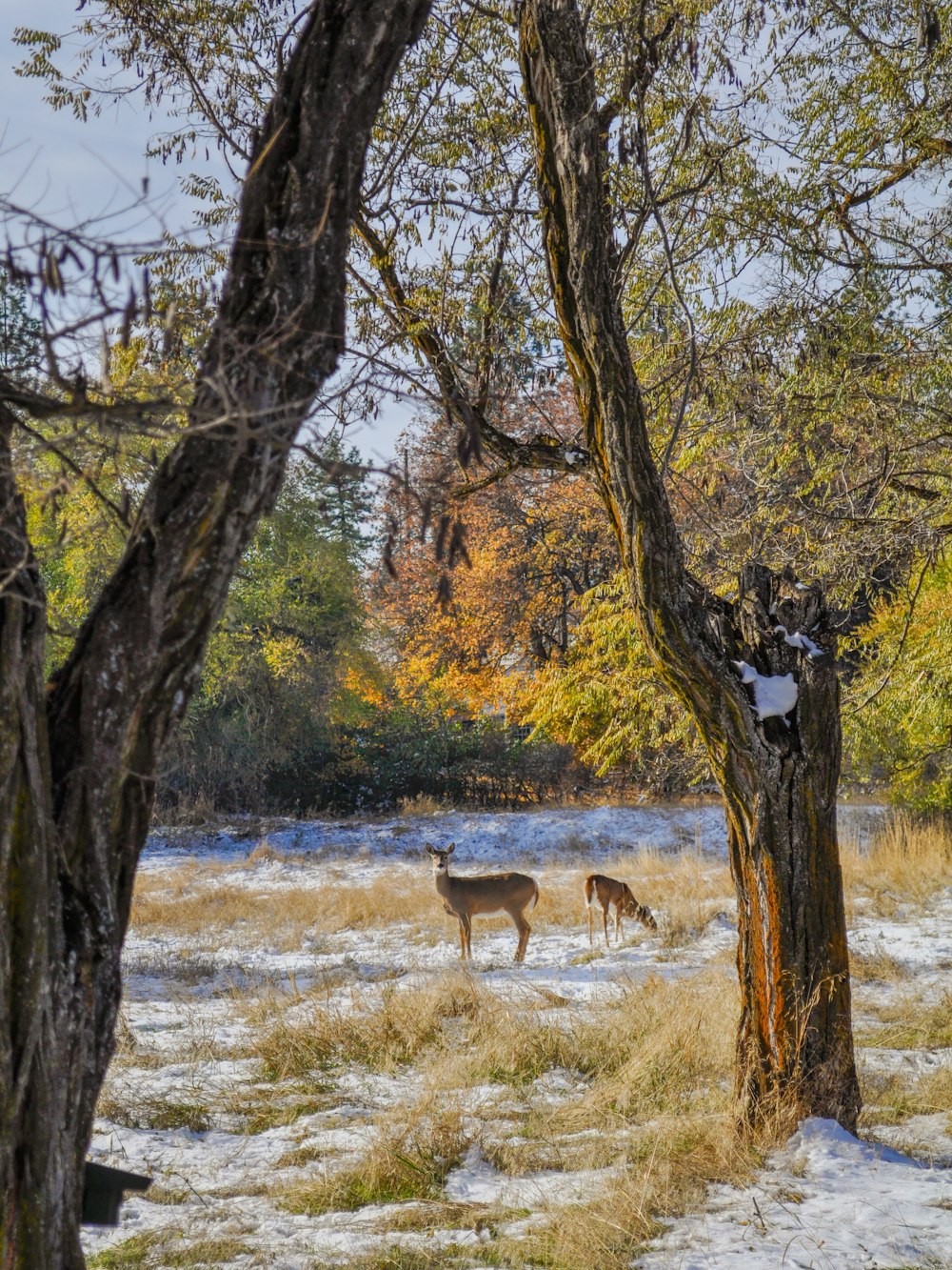 Ciervos en un bosque