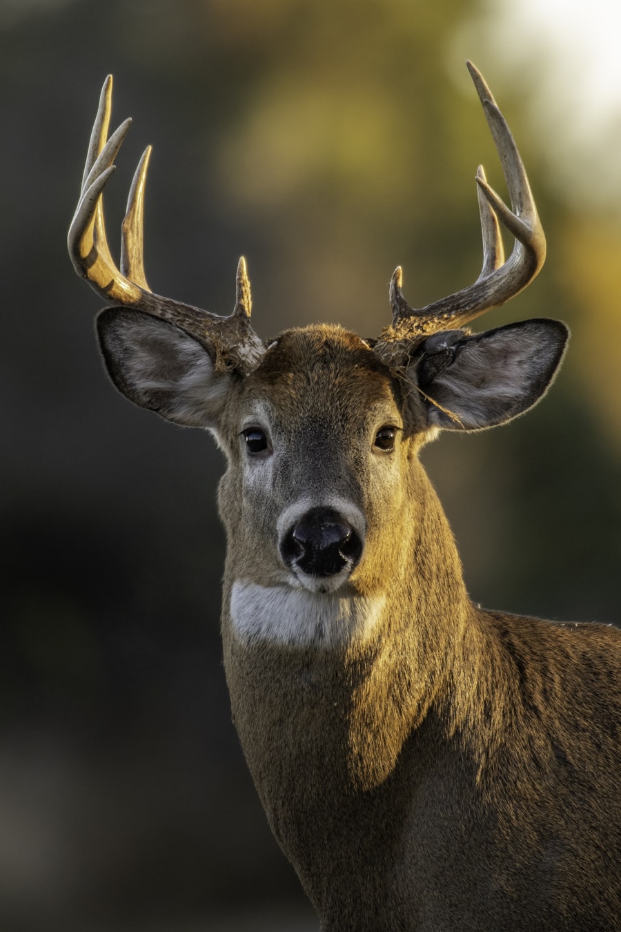 Trophy whitetail buck at sunset