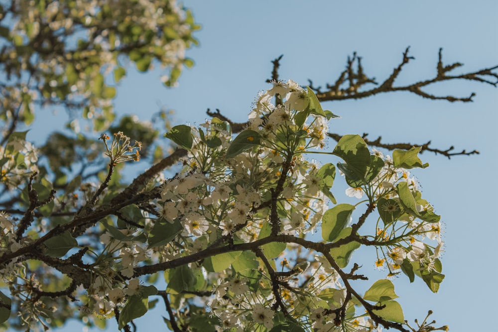 a tree with white flowers