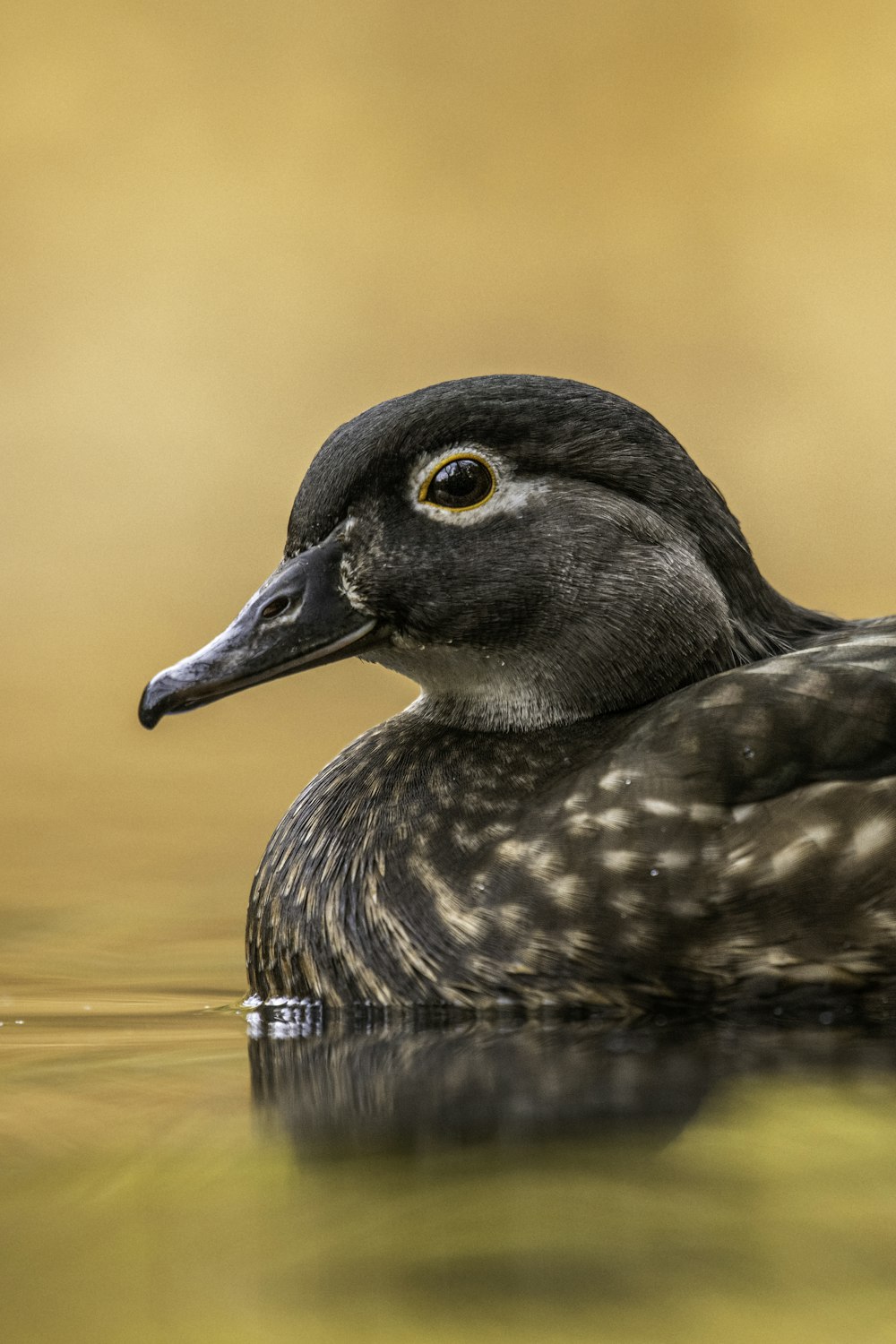 a bird in the water