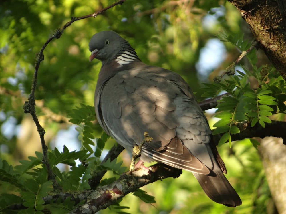 a bird perched on a branch