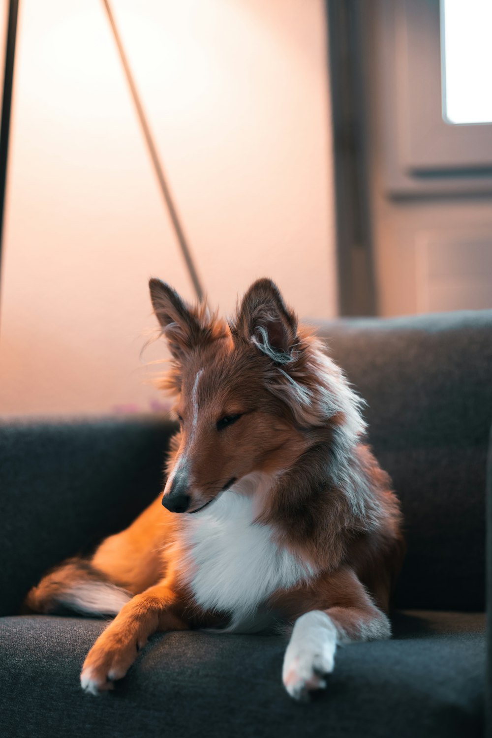 a dog lying on a couch