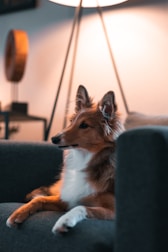 A brown and white dog lies comfortably on a dark gray sofa with its head held high, near a tripod floor lamp creating warm ambient lighting. In the background, a wooden decorative object sits on a table, adding to the cozy atmosphere of the room.