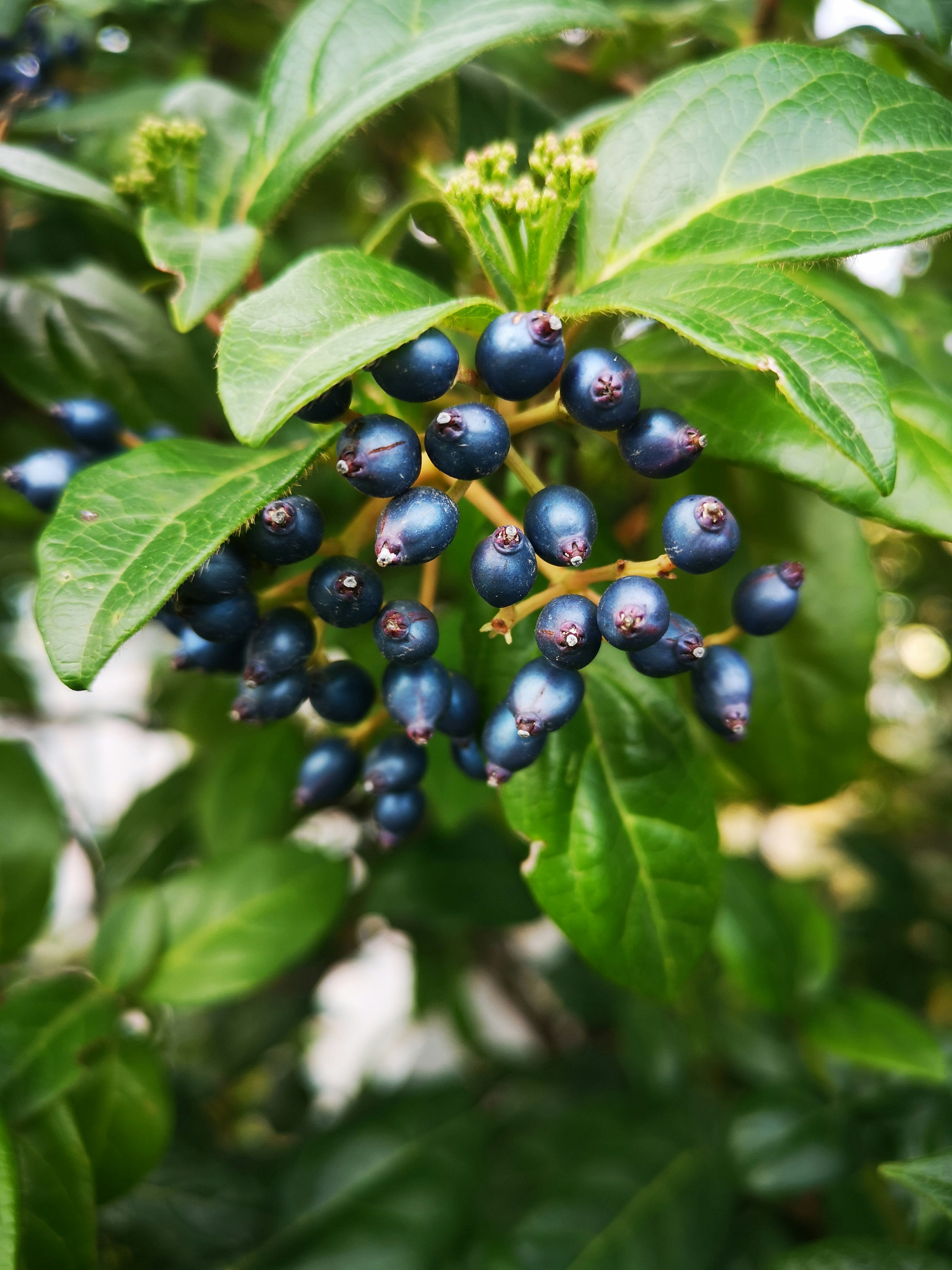 a bunch of blue berries on a tree