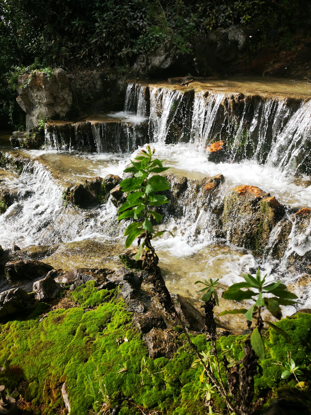 a waterfall with a tree