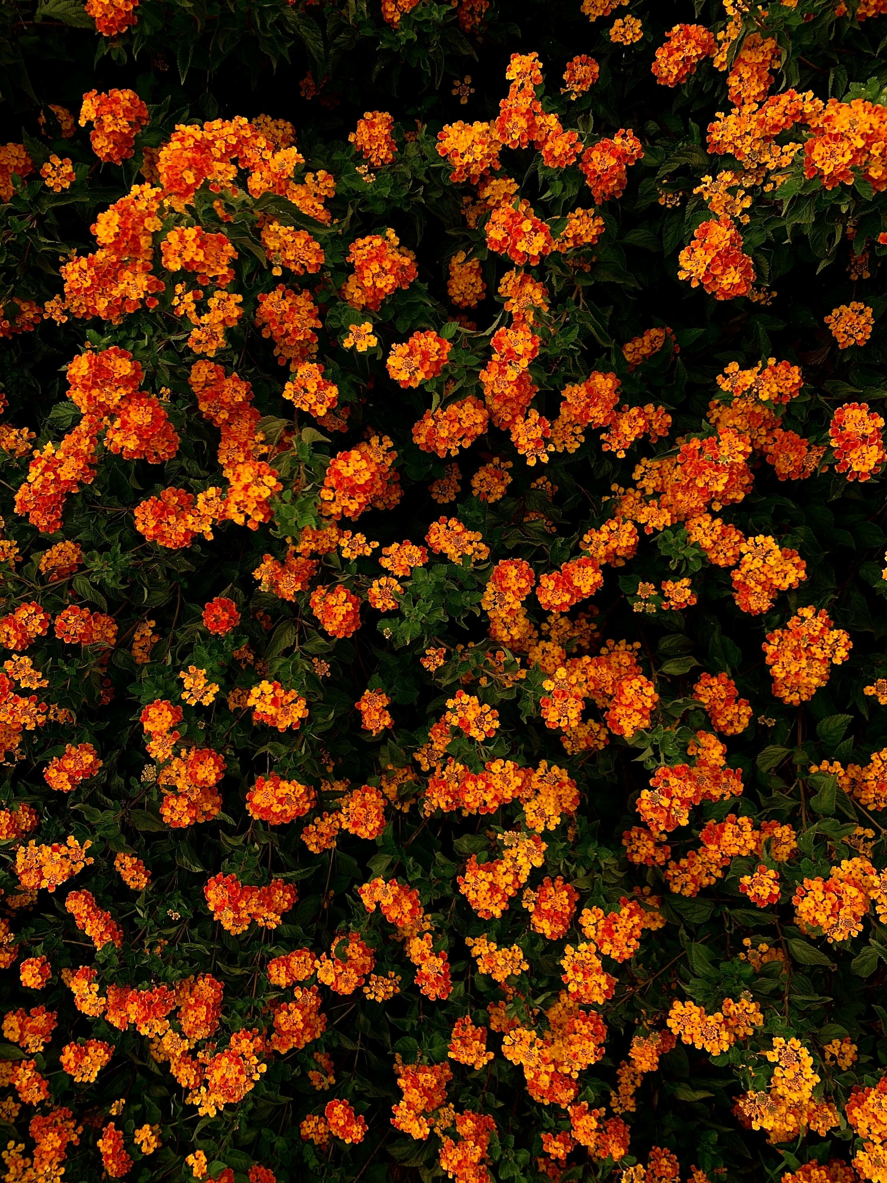 Photo by david_dintsh