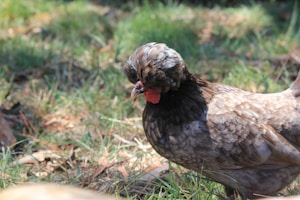 Village Hen