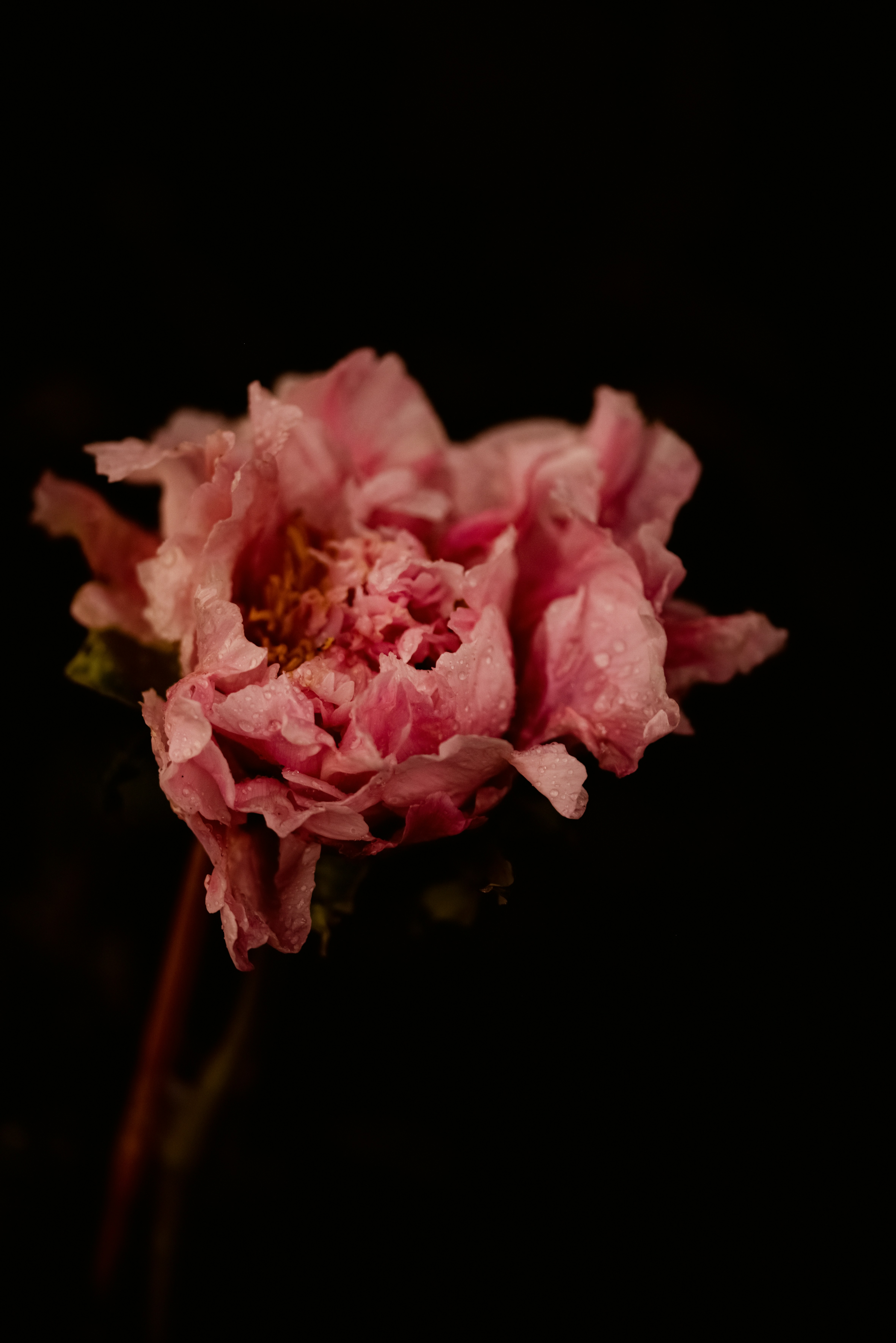 Photo by lauraadaiphoto