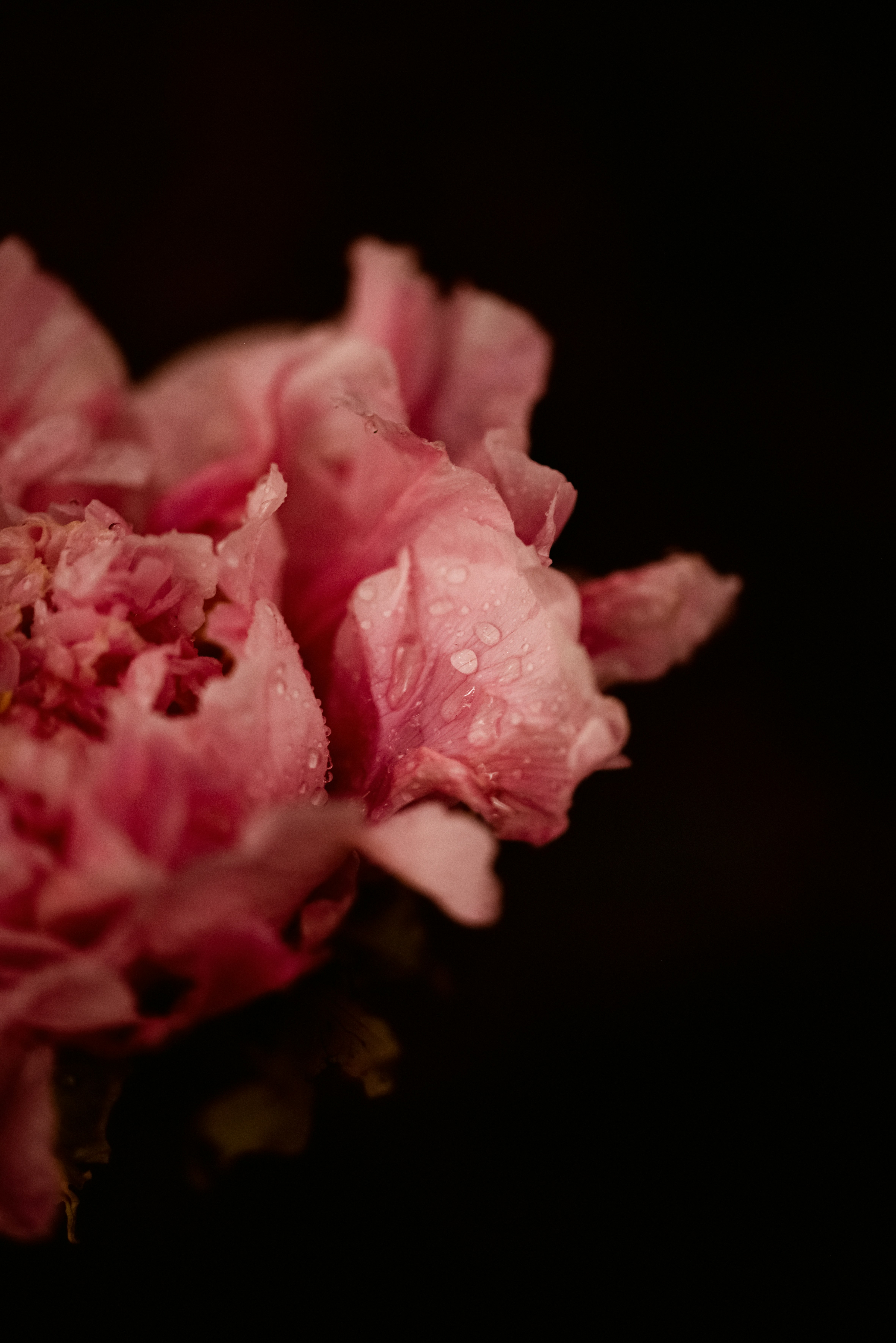 Photo by lauraadaiphoto