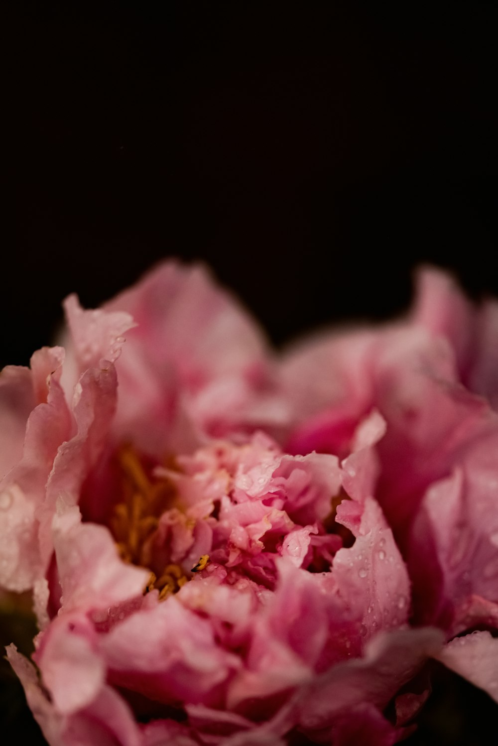 a close up of pink flowers