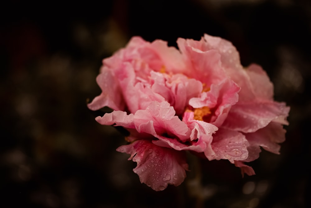 a close up of a flower