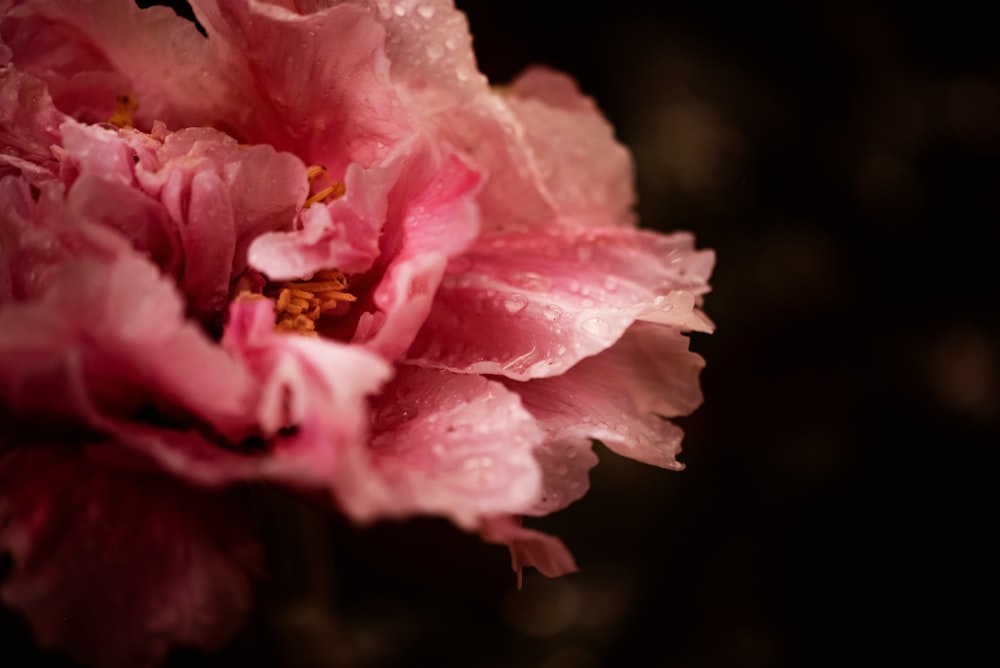 a close up of a pink flower