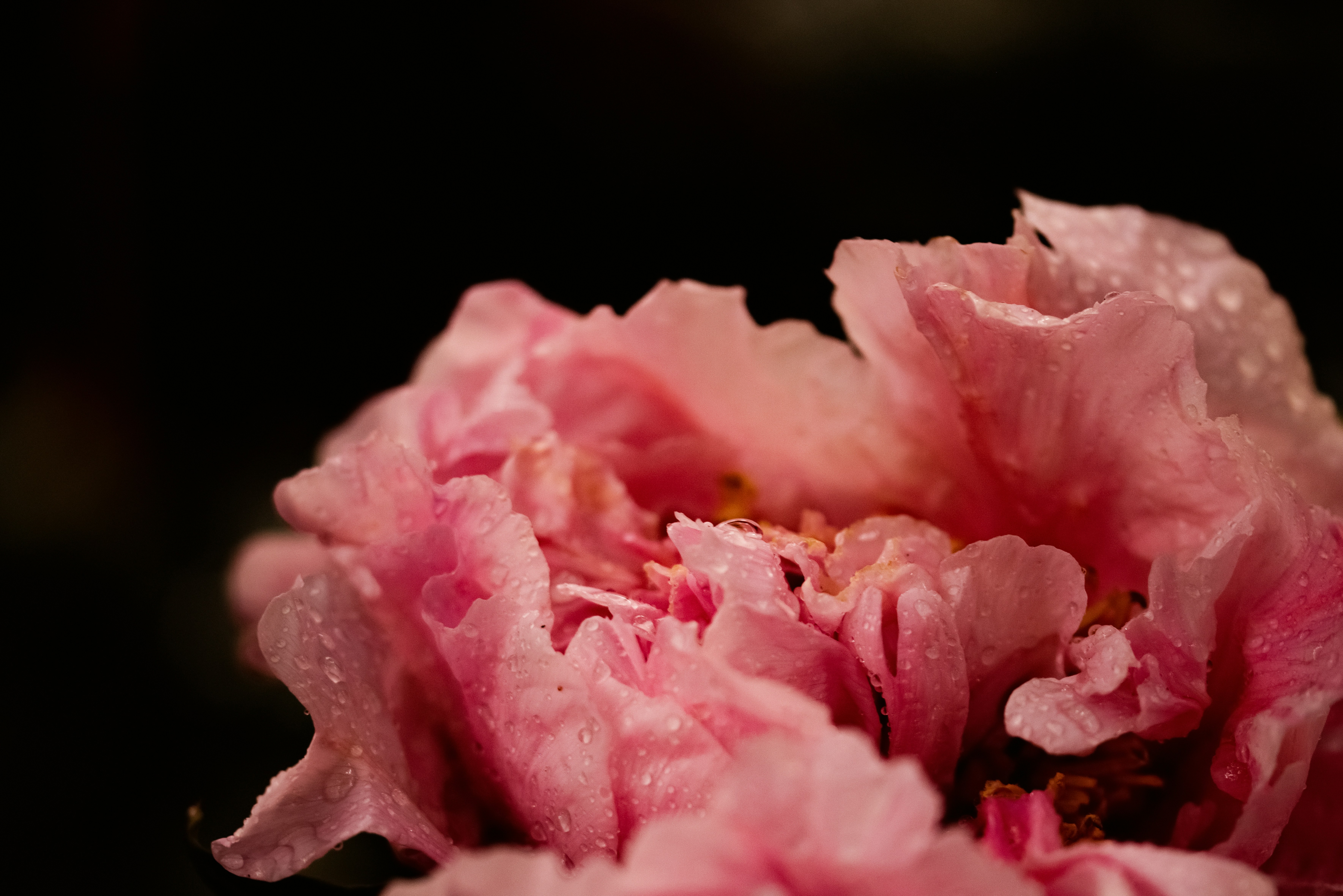 Photo by lauraadaiphoto