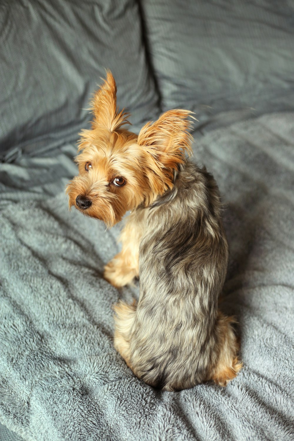 Ein Hund sitzt auf einer Couch